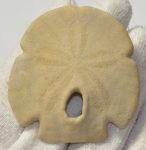 Encope tamiamiensis tengerisün kövület Floridából