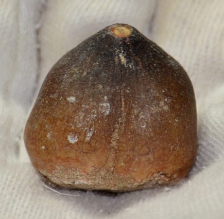 Igdamanosaurus (28 mm) Globidens aegyptiacus tooth from Morocco SOLD (KL) 01