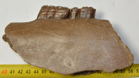 Equus sp. részleges ló állkapocs (169 mm)