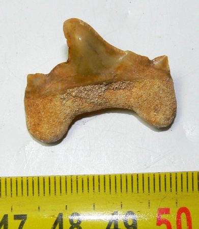 Patologic Otodus obliquus teeth (28 mm) from Morocco