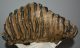 Mammuthus meridionalis tooth (4673 grams) Southern mammoth 