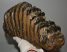 Mammuthus meridionalis tooth (4673 grams) Southern mammoth 