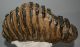 Mammuthus meridionalis tooth (4673 grams) Southern mammoth 