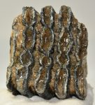 Mammuthus meridionalis részleges fog (1225 gramm)