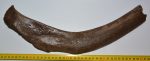 Mammuthus primigenius partial rib bone (389 mm)