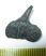 Notorynchus primigenius upper left tooth (18 mm) cow shark