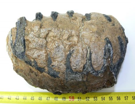 Mammuthus meridionalis részleges fog (1085 gramm)