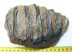 Mammuthus meridionalis részleges fog (1085 gramm)