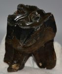   Coelodonta antiquitatis gyapjas orrszarvú felső fog (229 gramm)