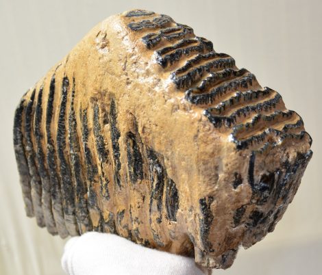 Palaeoloxodon antiquus felső fog (4420 gramm) Elephas antiquus ELFOGYOTT (PA) 01
