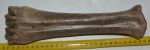  Bison priscus metatarsal bone (279 mm)