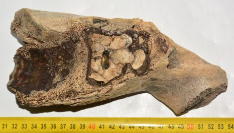 Mammuthus cf. meridionalis részleges állkapocs csont (1472 gramm)