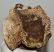 Mammuthus cf. meridionalis partial jaw bone (1472 grams)