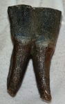   Woolly Rhino partial lower tooth (87 grams) Coelodonta antiquitatis