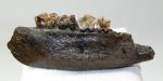 Sus scrofa partial jaw from Poland (120 mm)