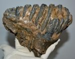   Mammuthus meridionalis tooth Southern mammoth molar (2341 grams)