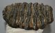 Mammuthus meridionalis tooth Southern mammoth molar (2341 grams)