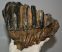 Mammuthus meridionalis tooth Southern mammoth molar (2341 grams)