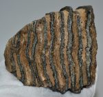 Mammuthus sp. részleges fog (559 gramm)