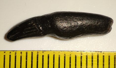 Dolphin tooth from Belgium