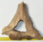 Mammuthus sp. részleges mamut csigolya csont (929 gramm)