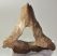 Mammuthus sp. részleges mamut csigolya csont (929 gramm)
