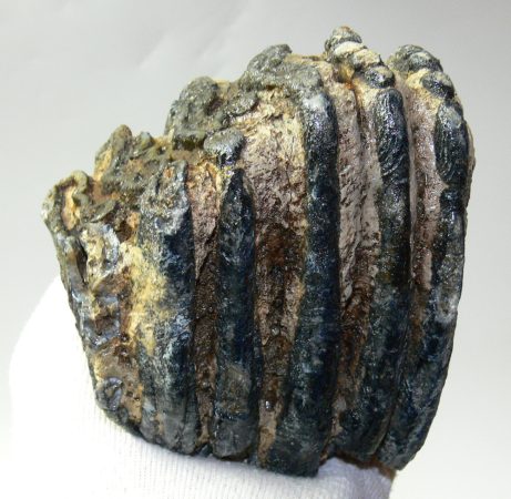 Mammuthus meridionalis részleges fog (1138 gramm)