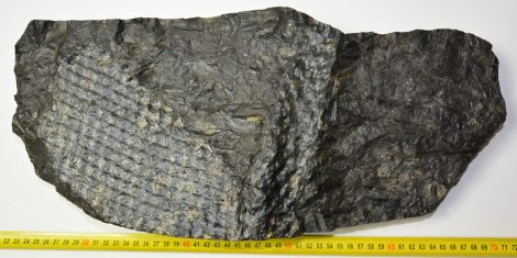  Stigmaria ficoides fossil from the Czech Republic (12,8 Kg)