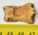 Ursus spelaeus toe bone (30 mm)