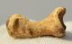 Ursus spelaeus toe bone (30 mm)