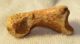 Ursus spelaeus toe bone (30 mm)