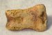 Ursus spelaeus toe bone (30 mm)