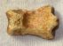 Ursus spelaeus toe bone (30 mm)