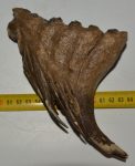 Elephas antiquus tooth (631 grams) Palaeoloxodon antiquus