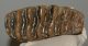 Elephas antiquus tooth (631 grams) Palaeoloxodon antiquus