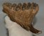 Elephas antiquus tooth (631 grams) Palaeoloxodon antiquus
