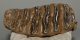Elephas antiquus tooth (631 grams) Palaeoloxodon antiquus