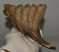 Elephas antiquus tooth (631 grams) Palaeoloxodon antiquus