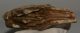 Elephas antiquus tooth (631 grams) Palaeoloxodon antiquus