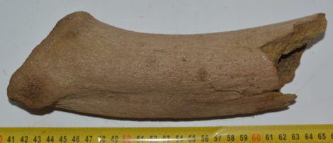 Megaloceros giganteus részleges agancs (244 mm) Megaloceros giganteus részleges agancs (244 mm)