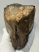 Mammuthus meridionalis tooth (2752 grams)