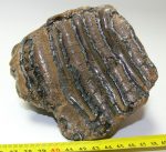 Mammuthus sp. részleges fog (1195 gramm)
