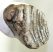 Mammuthus sp. részleges fog (1195 gramm)