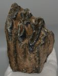 Mammuthus meridionalis partial tooth (1237 grams)