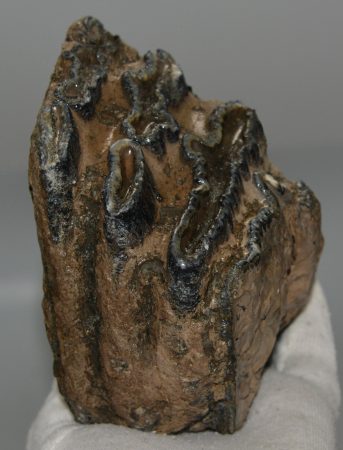 Mammuthus meridionalis partial tooth (1237 grams)