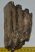 Mammuthus meridionalis partial tooth (1237 grams)