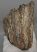 Mammuthus meridionalis partial tooth (1237 grams)