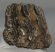 Mammuthus meridionalis partial tooth (1237 grams)