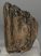 Mammuthus meridionalis partial tooth (1237 grams)