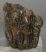 Mammuthus meridionalis partial tooth (1237 grams)